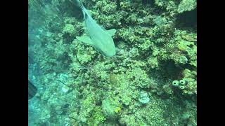 Tropical Marine Ecology in Belize