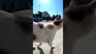 フェリー乗り場の猫#istanbul #トルコ #イスタンブール #猫 #感動猫動画