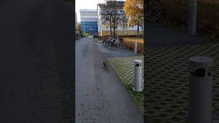 Random Cat Walks around Kantorsgatan, Uppsala! Very Cute! | Shorts Kuliah di Swedia #8 #cat