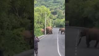 Elephant crossing in Marudhamalai Coimbatore #cbe #elephant