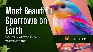 Most Beautiful Sparrows on Earth