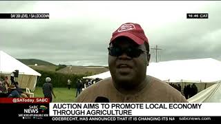 KwaBhaca communal farmers host a public livestock auction