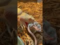 Albino Rattlesnake Bite!! HUGE Fangs! 🐍