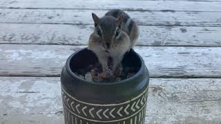 Curious chipmunk gets into the birdseed