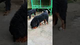 Tibetan mastiff dog#中国藏獒#狗是人类最忠诚的朋友#猛犬保镖#犬科