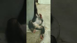 餅喰●②チンパンジー・モコイチくん・沖縄こどもの国・・・Chimpanzee ・Okinawa Zoo \u0026 Museum(20230114)