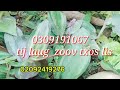 tsuaj kho zoo mob duav pob txha tai leeg pob txha hlav kho zoo heev