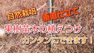 【自然栽培果樹】苗木の植え付け