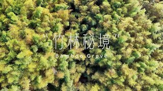 20241206木馬古道(竹林秘境)BAMBOO GROVE