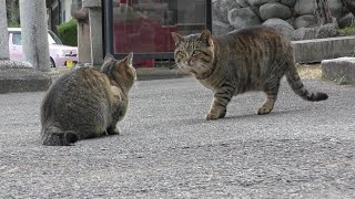 【日常】別グループのボス猫が神社の猫達の前に現れた・・・どうなる！？　　Another group of cats came to the shrine's cats.