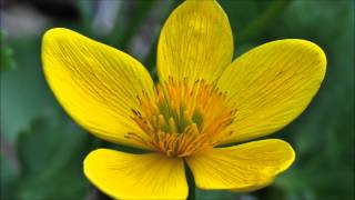 Marsh Marigold For Sale