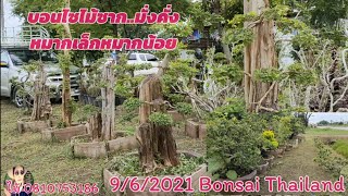 Bonsai บอนไซซาก มั่งคั่ง หมากเล็กหมากน้อย ไม้ทรงพุ่ม..💖💖👍