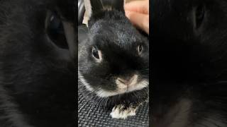 うさぎが撫でて欲しいときの行動が可愛い　#short #bunny #rabbit #うさぎ