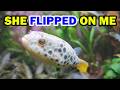 Total Personality Change - Spotted Congo Puffer Fish in a Community Aquarium