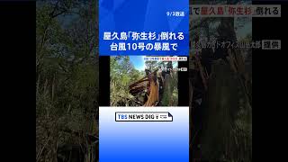 台風10号で樹齢3000年「弥生杉」折れる 世界自然遺産の屋久島 観光への影響も懸念｜TBS NEWS DIG #shorts