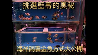 『金魚系列』蘭壽金魚如何挑選,依照體型、游姿、臉型各方位條件該如何挑選,海祥水族蘭壽飼養秘訣大公開,換水量、換水頻率、餵食量與頻率與缸子大小魚隻密度有大大的關聯你知道嗎？