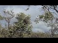 Instant Swarm of Bees in Hawaii Volcanoes National Park February 18, 2022