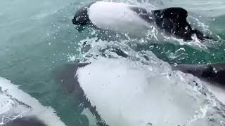 Commerson's dolphins (Cephalorhynchus commersonii), or panda dolphins,