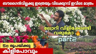 ഇത്രെയും വിലക്കുറവിൽ വേറെ എവിടെയും ബൊഗൈൻവില്ല കിട്ടില്ല | 150 + വെറൈറ്റി ബൊഗൈൻവില്ല | part2