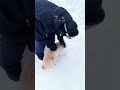 ぬいぐるみ犬ナビ🐶🐾裸んぼで雪遊び⛄️🎶 トイプードル トイプー パピー トイプードル子犬 癒し ぬいぐるみ犬 shorts 雪遊び