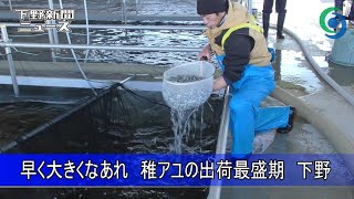 早く大きくなあれ　稚アユの出荷最盛期　下野