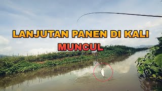 VIDEO MANCING KELANJUTAN PANEN WADER IJO DI SUNGAI MUNCUL