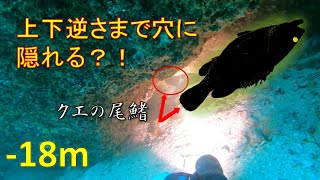 【魚突き】穴でクエを突いたら上下逆さまだった　#61 Capture a Longtooth grouper that was up side down in a hole.