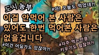 감자 캐는법 | 감자 쉽게 키우기 | 감자 수확하기 | 도시농부 감자 키우기