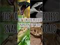 Top 10 Most Deadliest Snakes in the World #dangerous #deadliest #poisonoussnakes #kingcobra