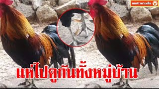 ชาวบ้านฮือฮาพากันไปดู ไก่แจ้ป่า แปลกประหลาด อยู่ในบ้าน