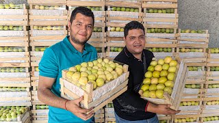 JUNGAPEO MICHOACÁN | La tierra de las GUAYABAS, Pan \u0026 Nieves