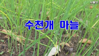 [시밭또]마늘 수백 ~ 수천개 한두둑에 키우기