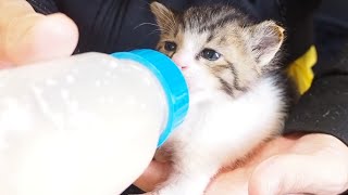 満足気な顔の子猫が一生懸命にミルクを飲むんでポンポンお腹になる【赤ちゃん猫】【保護猫】