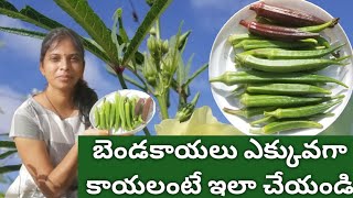 బెండకాయలు ఎక్కువగా కాయలంటే ఇలా చేయండి ||Tips to grow okra/Lady Finger/Bhindi in container#fertilizer