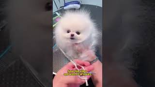 #tiktok #tiktoky #foryou #fyp #shorts #youtubeshorts #best #babydog #petsvideos #dog #pyppy #anime