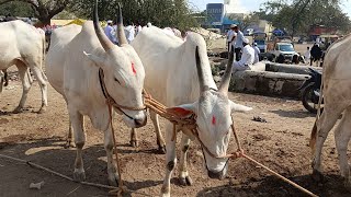 पाथर्डी बैलं बाजार #पशु_विक्री_खरेदी #youtube #animals #sorts #bull #नादखुळा