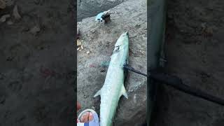 അങ്ങനെ രാജാവ് വന്നു 🎣/king fish/fishing reels/ Kerala fishing / fishing Kerala /rajith