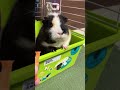 にんじん大好きモルモット guineapig モルモット モルモットのいる暮らし モルモットのいる生活 モルモットかわいい cavy puipui モコ モコちゃん