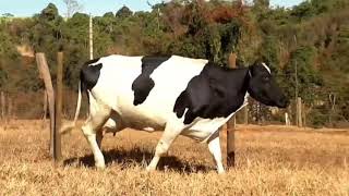 Holstein Friesian Cow First loctation Milk record of 45 Liter