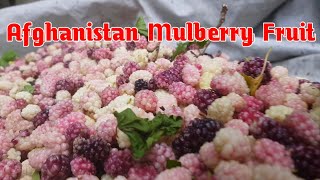 Afghanistan Mulberry Fruit | HD video | Natur | 4k