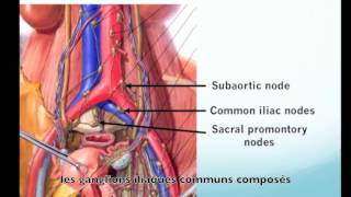 Anatomical basis for hysterectomy