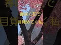 春咲く花で目覚めてく私 春 春の訪れ 桜 昭和のポップス歌謡 昭和のアイドル歌謡 昭和歌謡曲 松田聖子 cherryblossom sakura