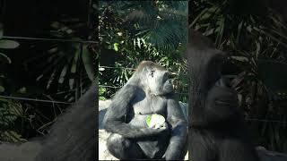 モモコ母とコモモ＆モモカの娘ふたり  【上野動物園】   ゴリラ