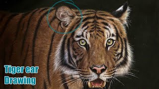 How to draw a fluffy tiger ear with Colored Pencil on Pastelmat | REAL TIME