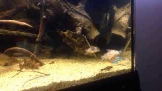 Thor's Amazon Leaf fish feedin (2)