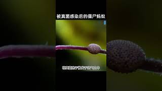 被真菌感染後的殭屍螞蟻