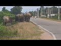 wild elephants are everywhere in goalpara wild elephants