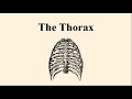 The Thorax