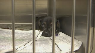 Free dog adoptions at Decatur Animal Services event Friday