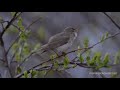 willow warbler